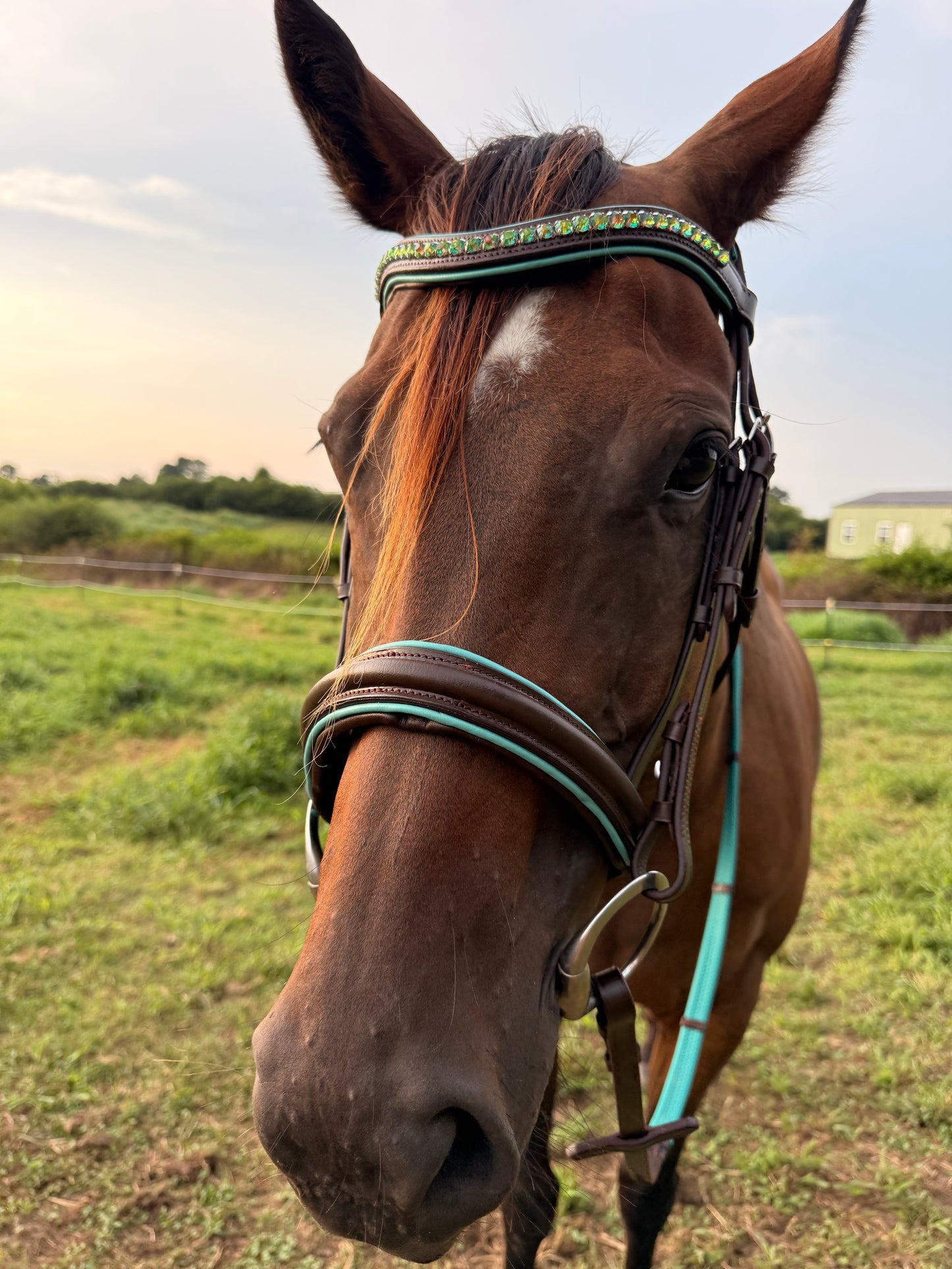 READY TO SHIP- Teal English bridle with reins black or brown