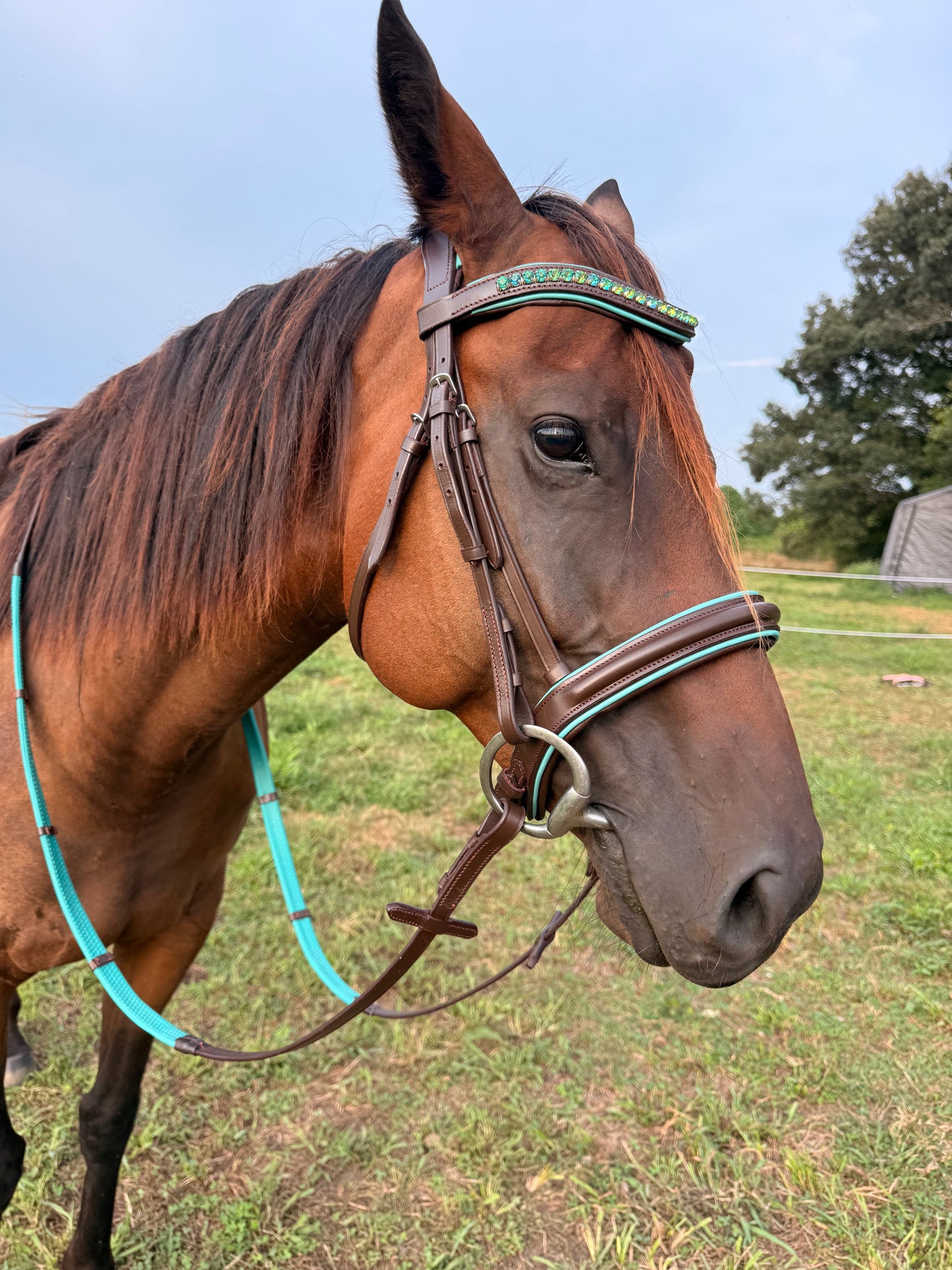 READY TO SHIP- Teal English bridle with reins black or brown